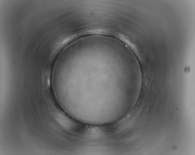 X0000096960062200802081239