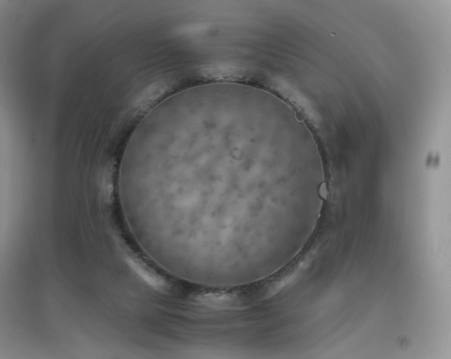 X0000096960065200802081239