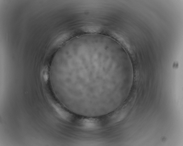 X0000096960069200802081239