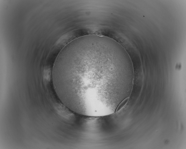 X0000096960090200802081239