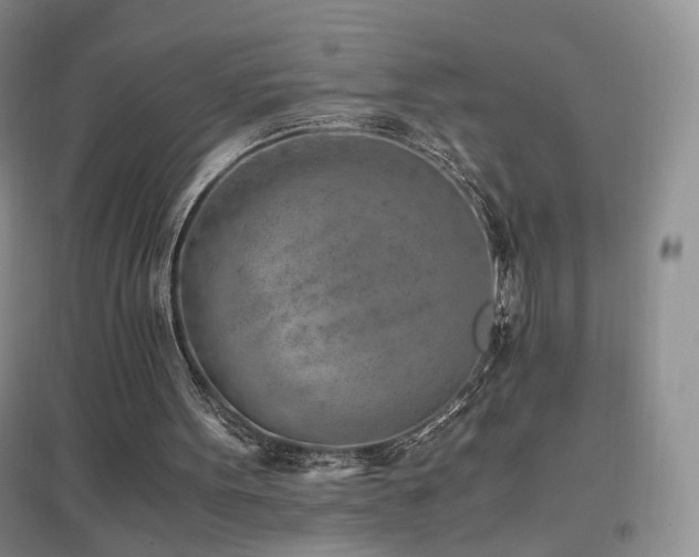 X0000096960099200802081239