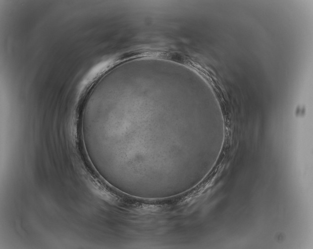 X0000096960149200802081238