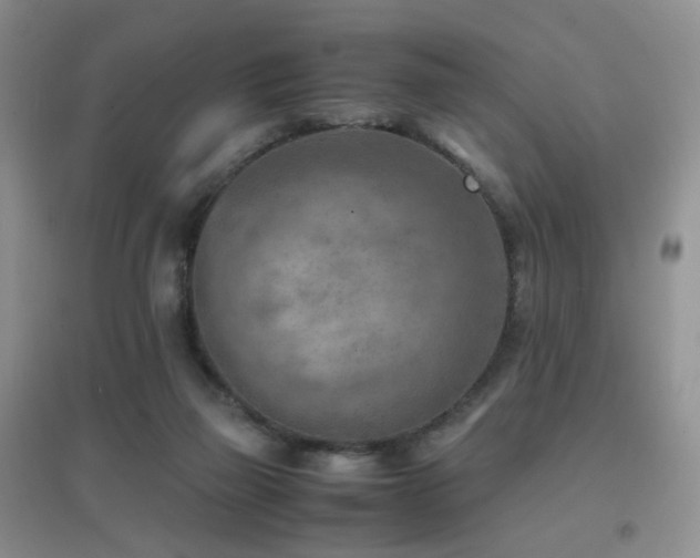 X0000096960165200802081238