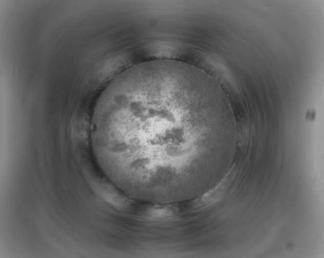 X0000096960175200802081238