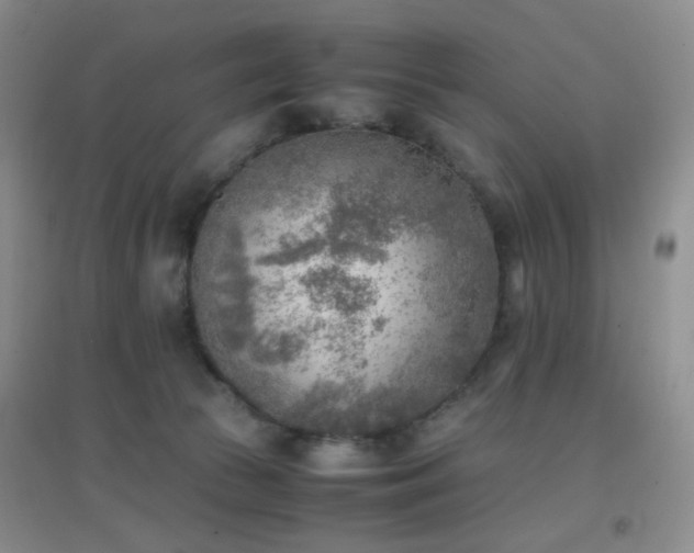 X0000096960177200802081238