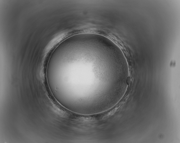 X0000096960245200802081236