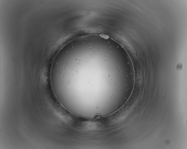 X0000096960255200802081236