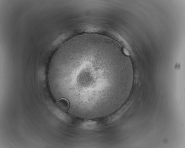 X0000096960257200802081236