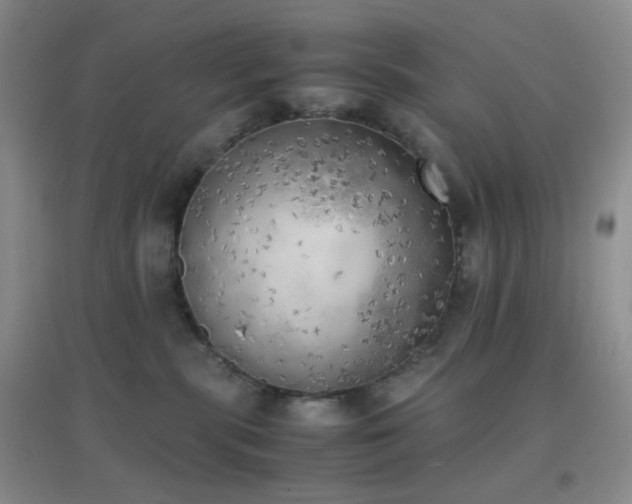 X0000096960283200802081237