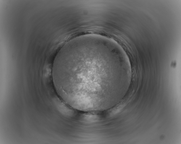 X0000096960284200802081237