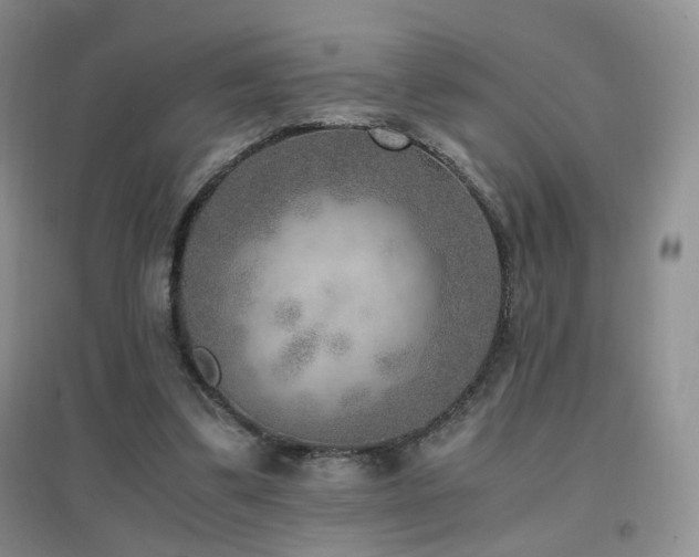 X0000096960299200802081236