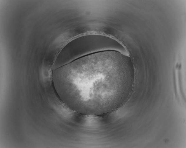 X0000096960336200802081236