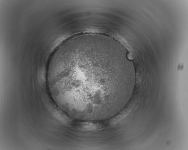 X0000096960347200802081235