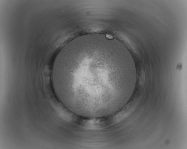 X0000096960366200802081235