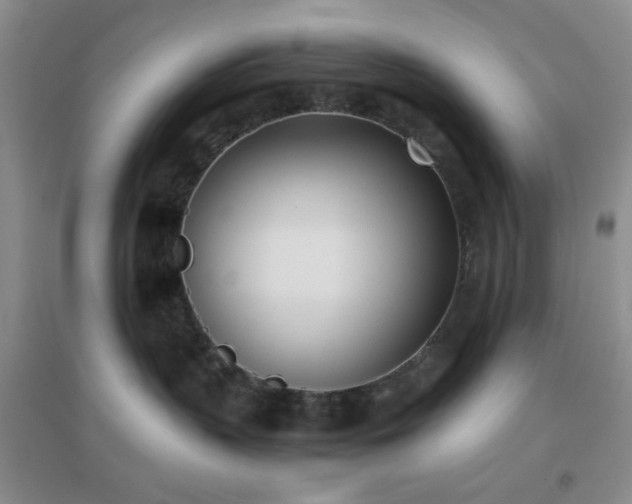 X0000096960383200802081236