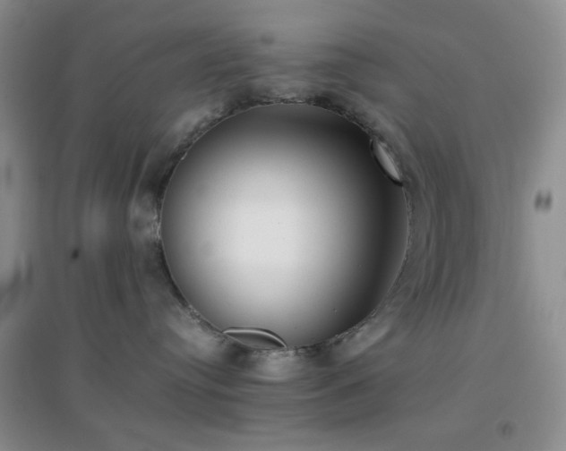 X0000096960384200802081236