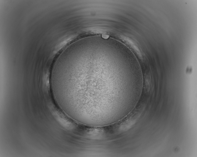 X0000096960398200802081235