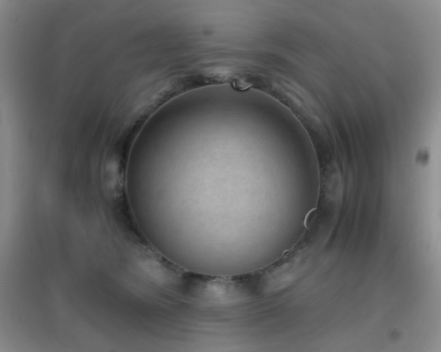 X0000096960420200802081234