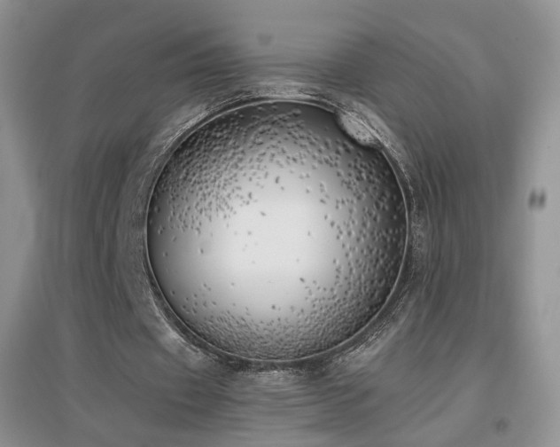 X0000096960433200802081234