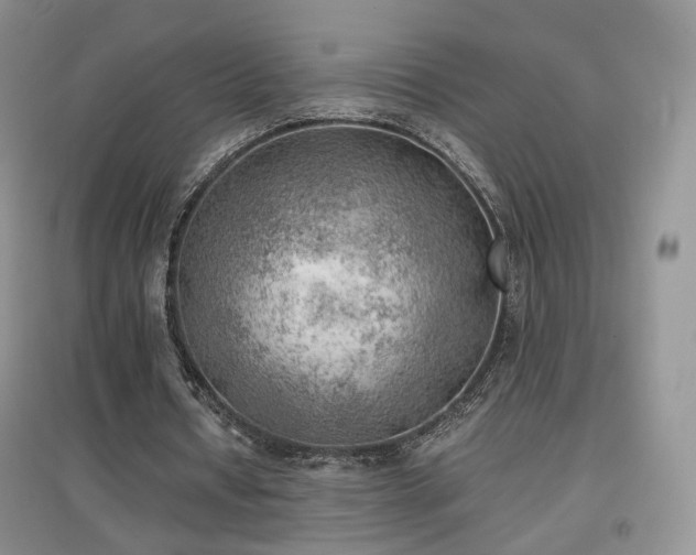 X0000096960434200802081234