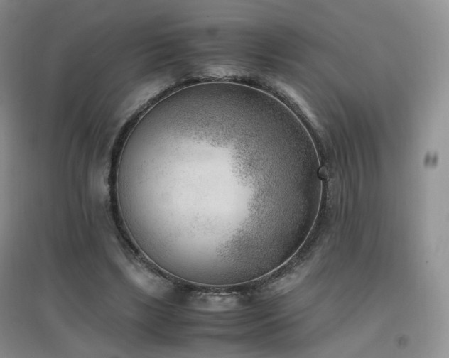 X0000096960443200802081234