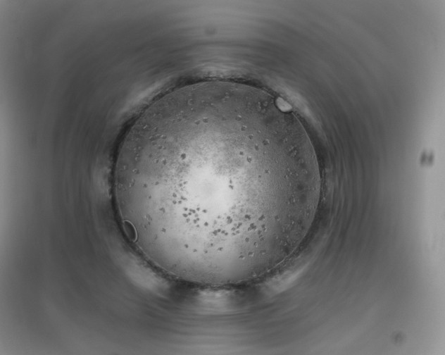 X0000096960450200802081234