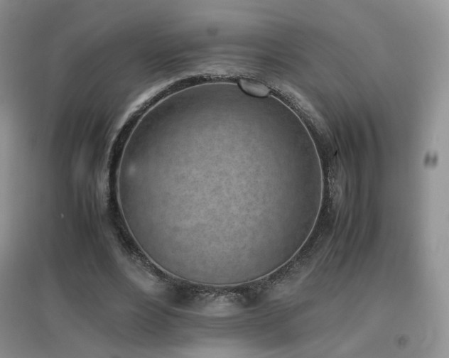 X0000096960488200802081233