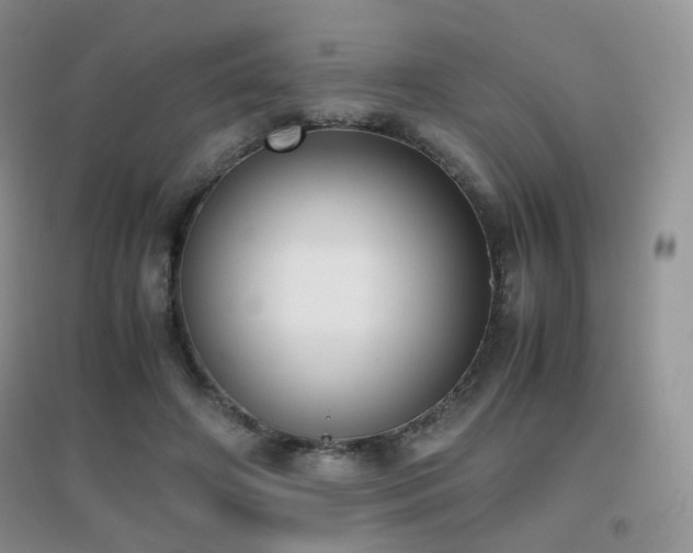 X0000096960498200802081233