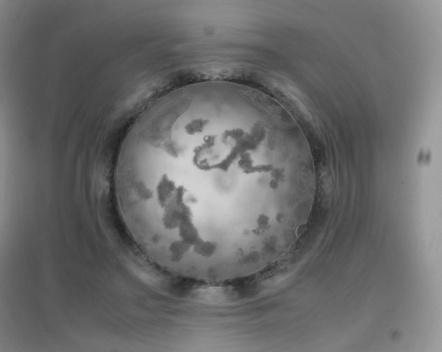 X0000096960499200802081233