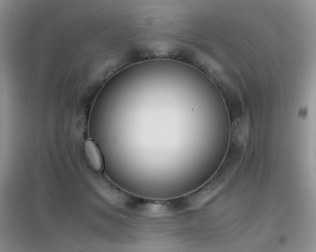 X0000096960509200802081233