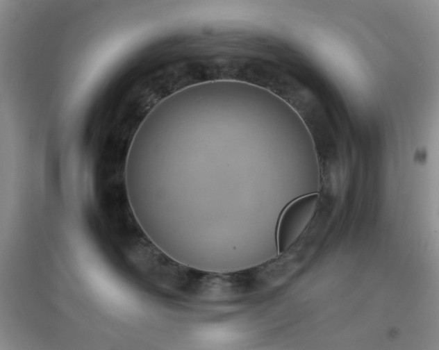 X0000096960526200802081233