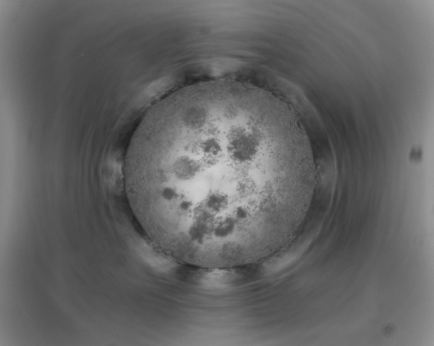 X0000096960527200802081233