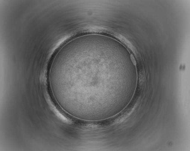 X0000096960581200802081232