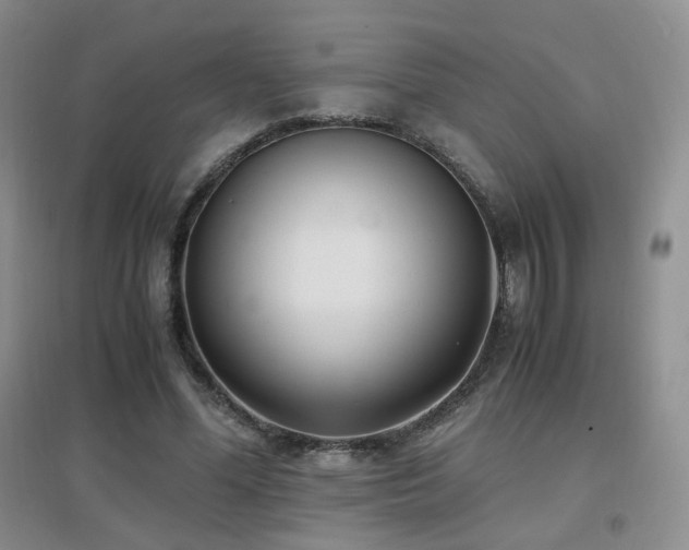 X0000096960588200802081232