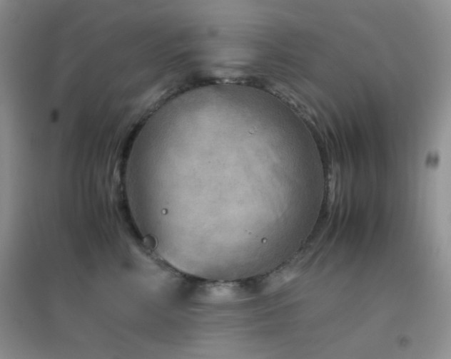 X0000096960618200802081232
