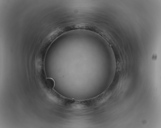 X0000096960648200802081231