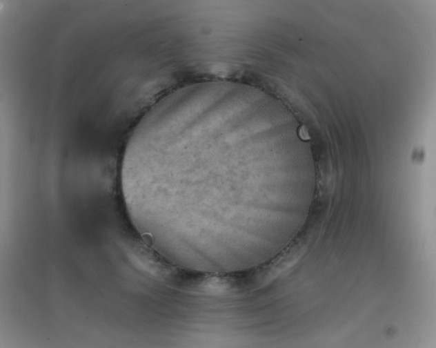 X0000096960656200802081231