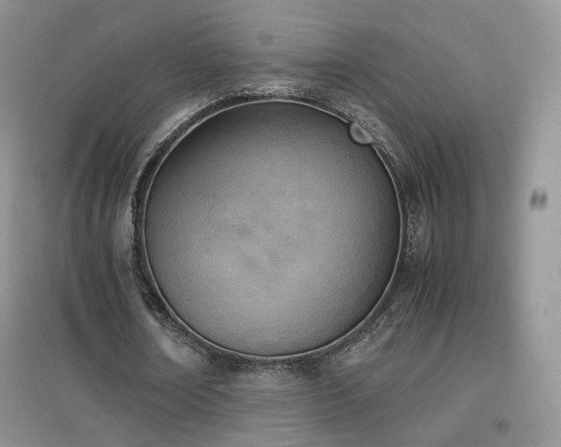 X0000096960674200802081231