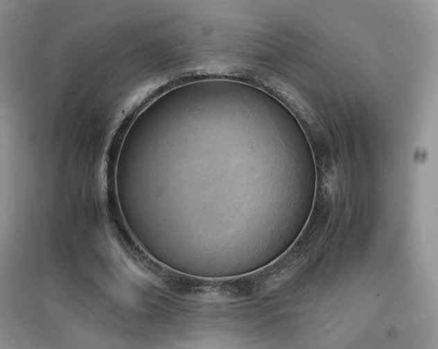 X0000096960678200802081231