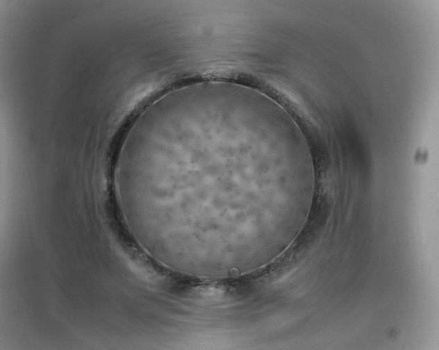 X0000096960687200802081231