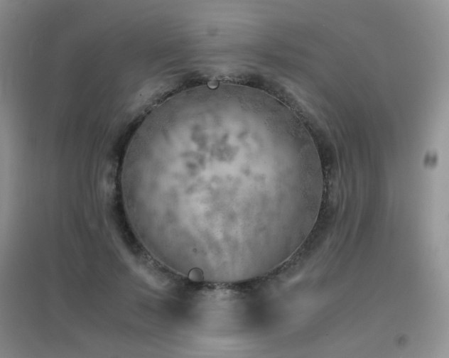 X0000096960695200802081231