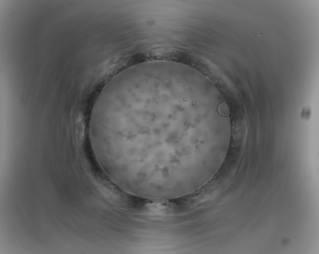 X0000096960703200802081230