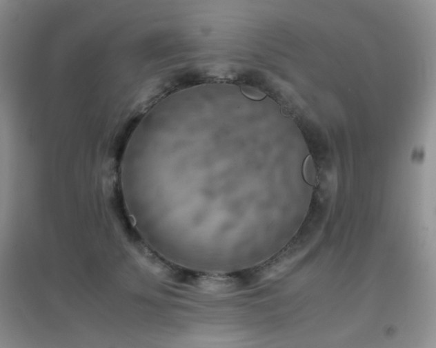 X0000096960707200802081230
