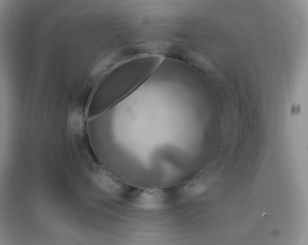 X0000096960720200802081230
