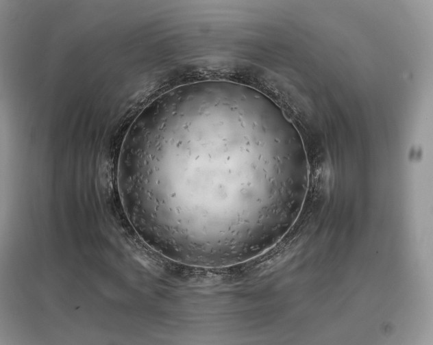 X0000096960772200802081230