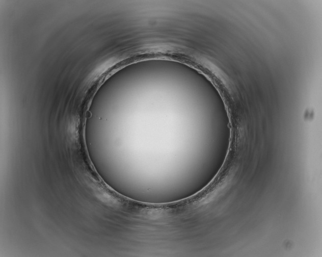 X0000096960778200802081229