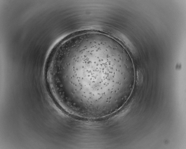 X0000096960780200802081229