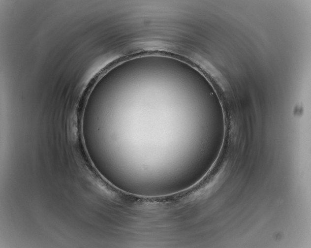 X0000096960782200802081229
