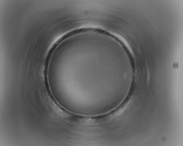 X0000096960783200802081229
