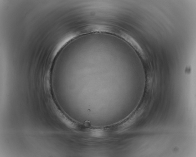 X0000096960798200802081229